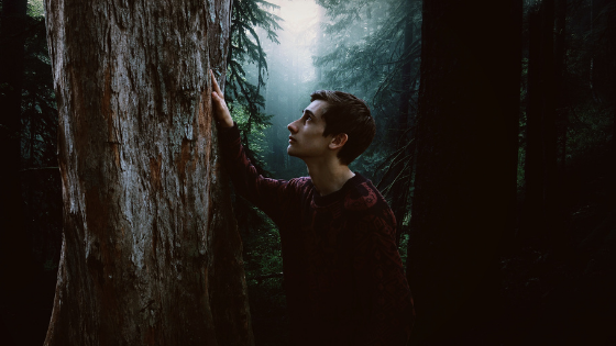 wild foresta