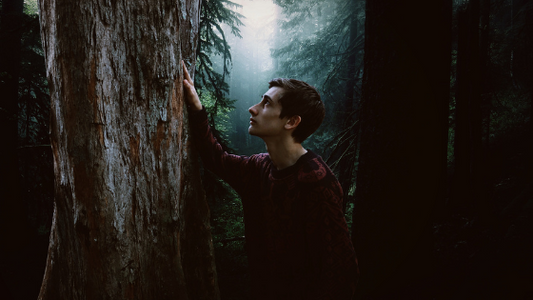 wild foresta