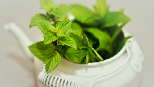 menta piperita peppermint tea pot relax antinfiammatorio fresco energia