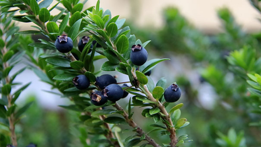mirto olio essenziale pianta energia acne depressione antidepressivo tosse influenza