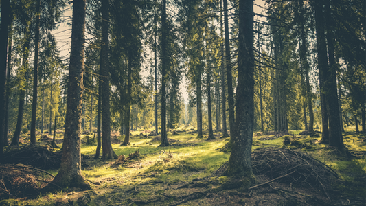 terapia forestale foresta cai cnr chiara bonel